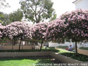 Rhaphiolepis 'Majestic Beauty' - tree